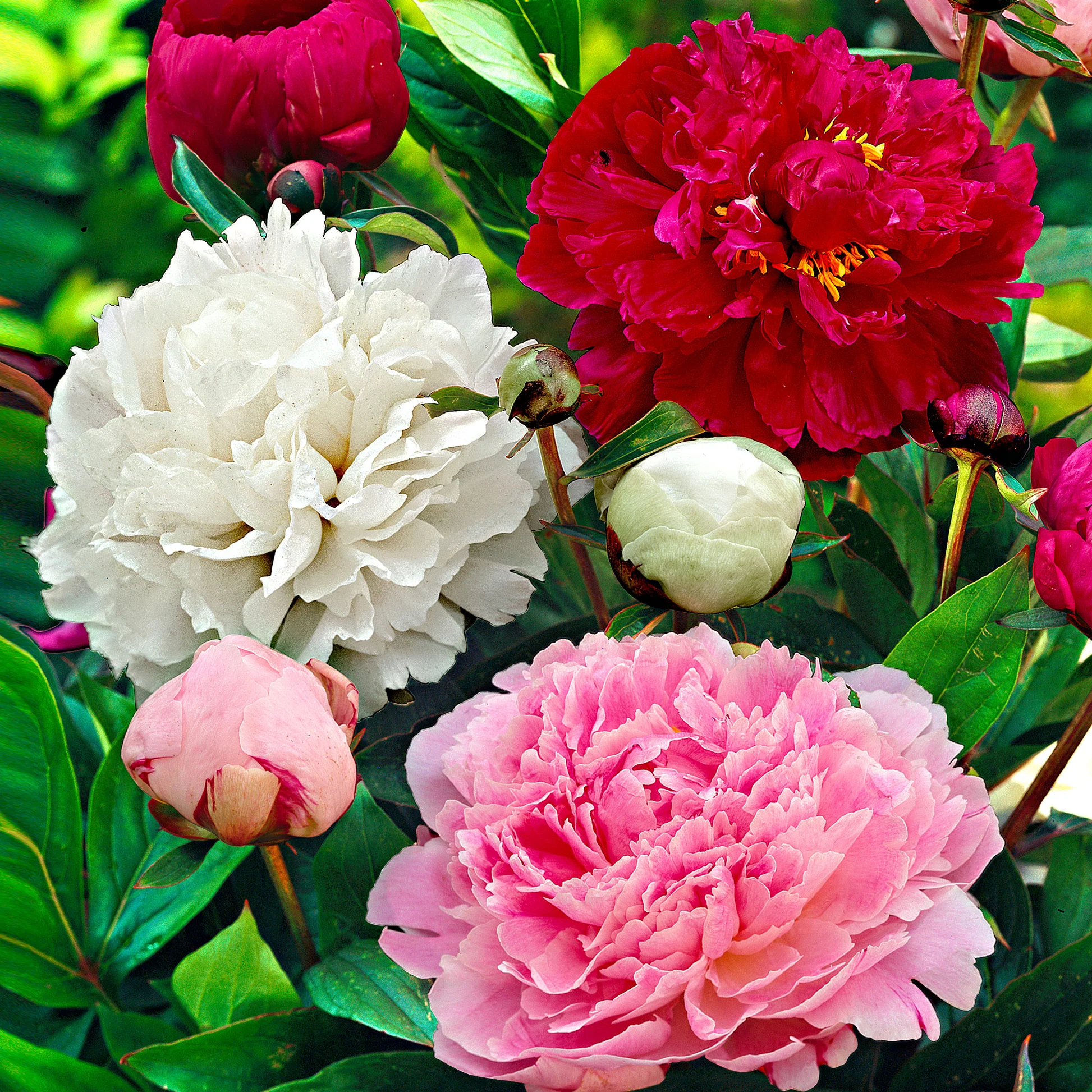 Pivoine