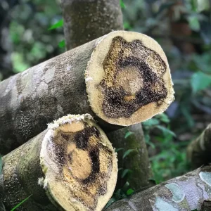 Bois de Oud dans la forêt