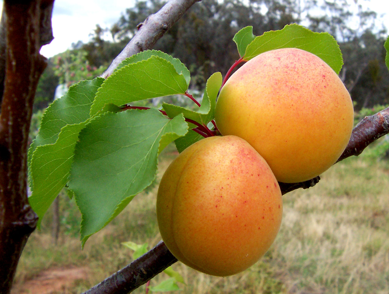 Abricots frais, fruit d'été de l'abricotier Prunus armeniaca