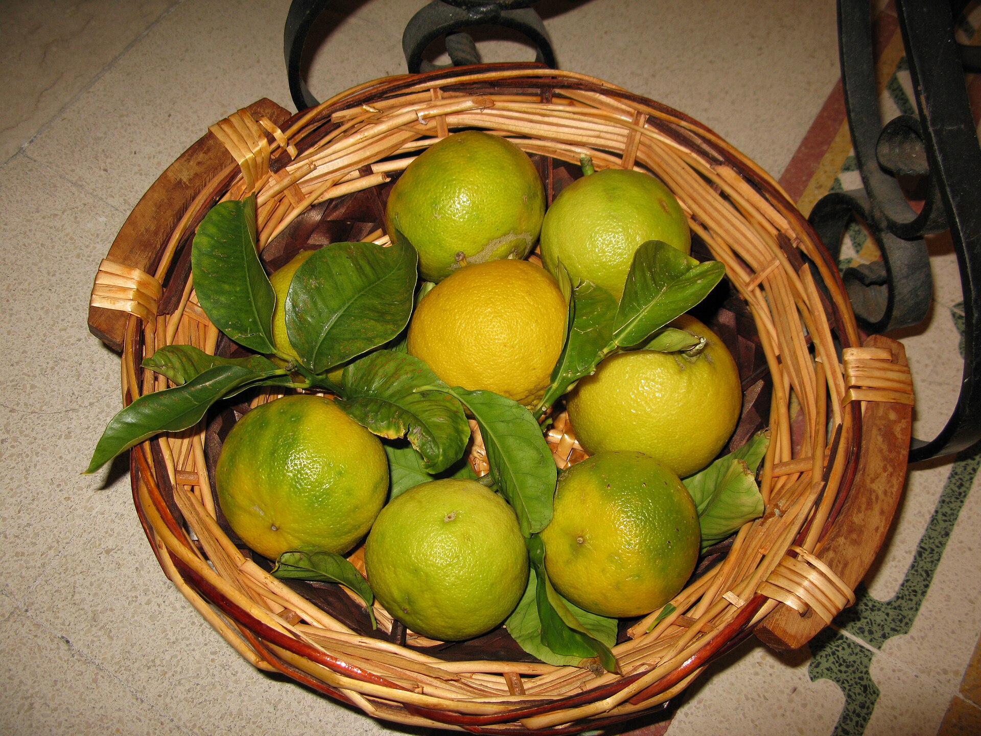 Bergamotes fraîches de Calabre, agrume utilisé pour l'huile essentielle de bergamote en parfumerie