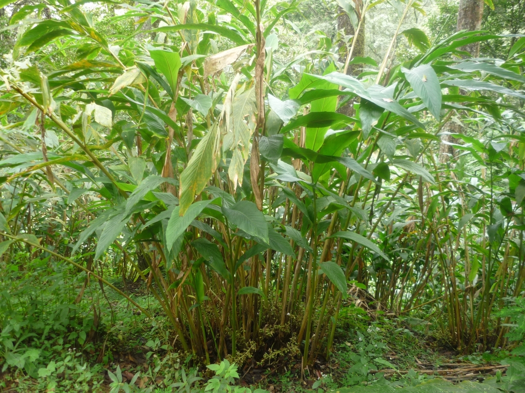 Plant de cardamome verte (Elettaria cardamomum) aux longues feuilles, dont les gousses donnent l'huile essentielle de cardamome