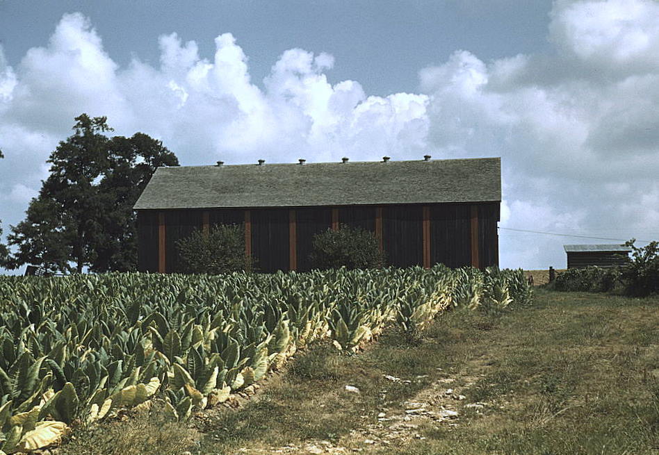 Champ de plants de tabac Burley aux larges feuilles, avec un séchoir à l'arrière-plan : la feuille séchée donne l'absolue de tabac en parfumerie