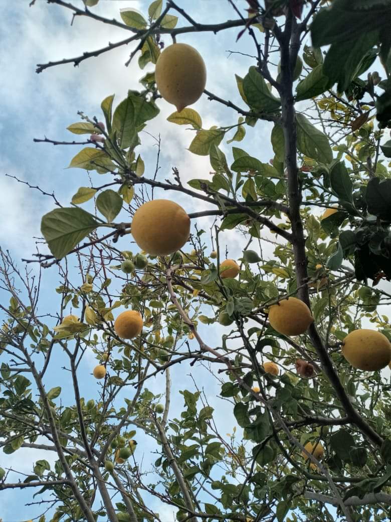 Citronnier chargé de citrons, arbre dont le zeste des fruits donne l'huile essentielle de citron