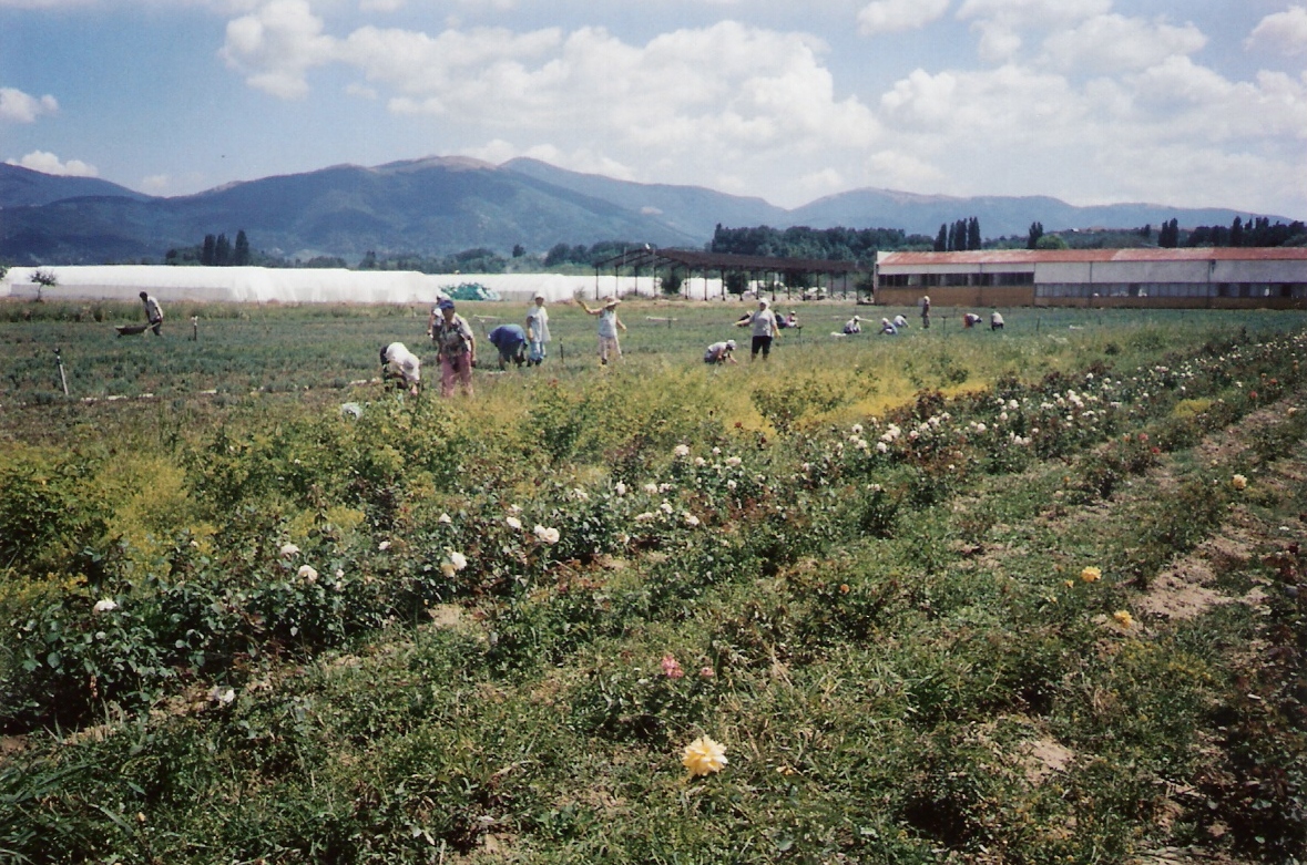 Cueilleurs de roses de Damas dans la Vallée des roses près de Kazanlak, en Bulgarie