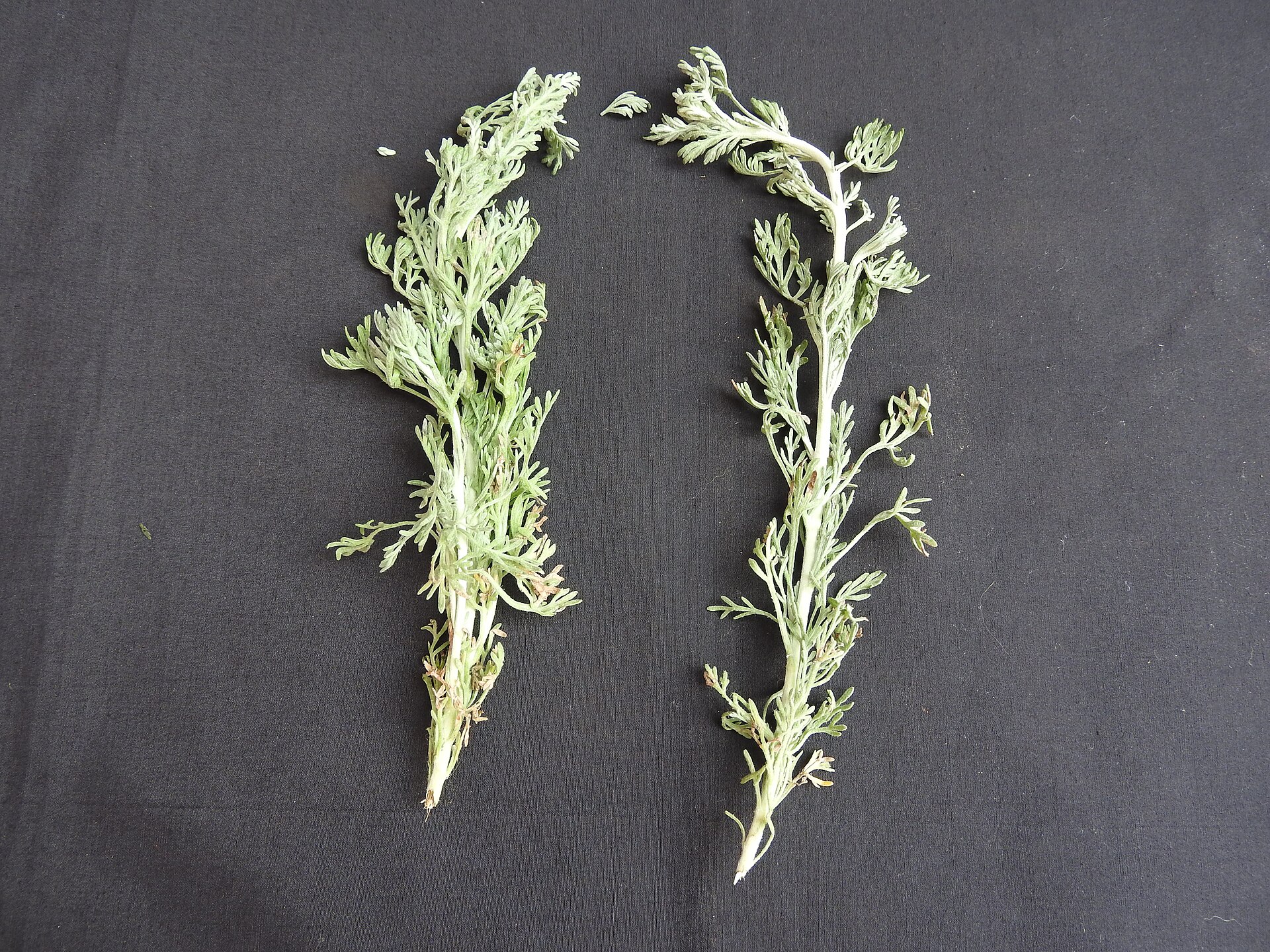 Plante de davana Artemisia pallens au feuillage argenté, cultivée en Inde du Sud