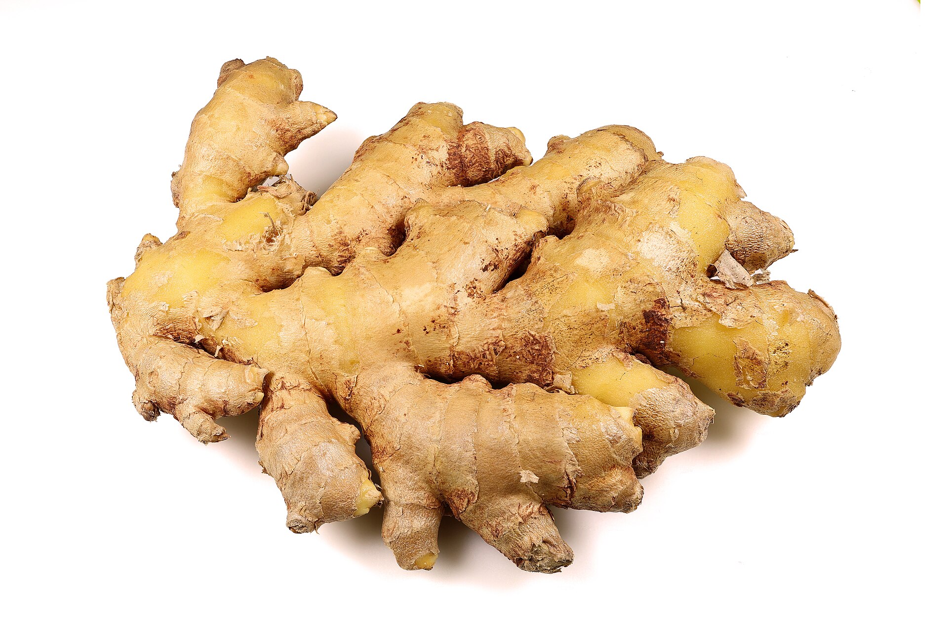 Rhizome de gingembre frais, partie de la plante distillée pour obtenir l'huile essentielle de gingembre