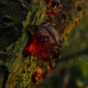 Résine ambrée de benjoin, matière première de la parfumerie botanique