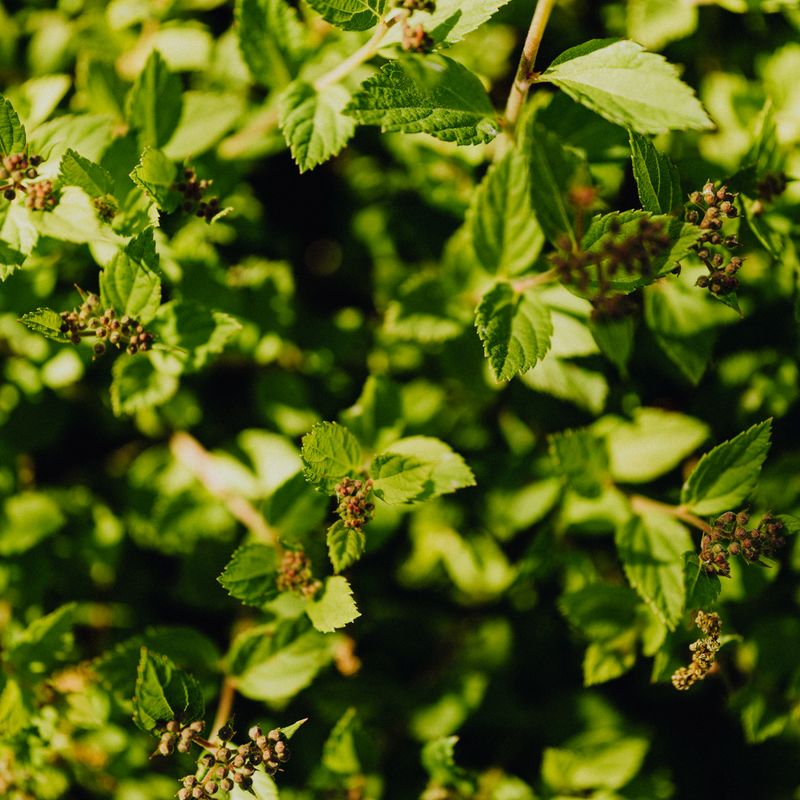 Bois de hô, ingrédient naturel des parfums Anuja Paris