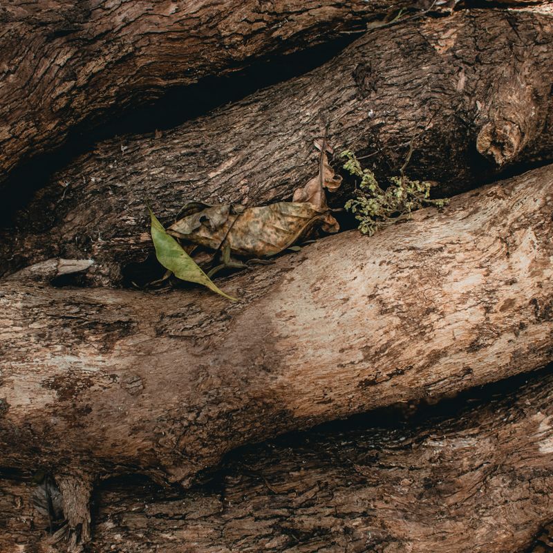 Bois de oud, ingrédient naturel des parfums Anuja Paris