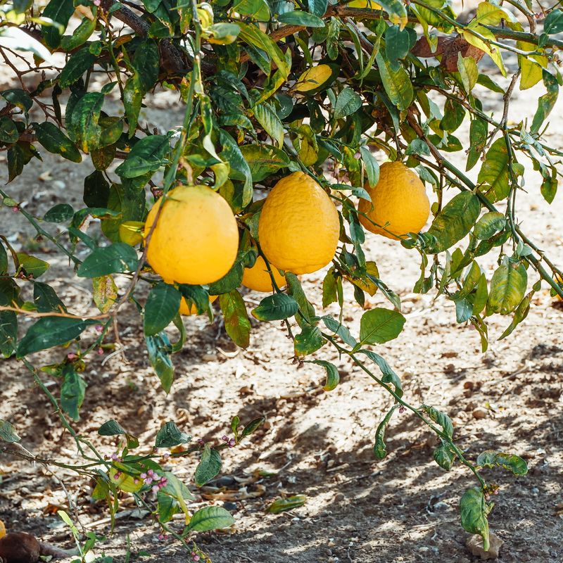 Citron, ingrédient naturel des parfums Anuja Paris