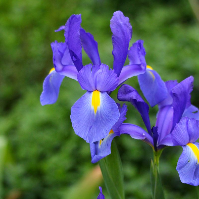 Iris, ingrédient naturel des parfums Anuja Paris