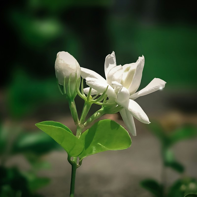 Jasmin grandiflorum, ingrédient naturel des parfums Anuja Paris