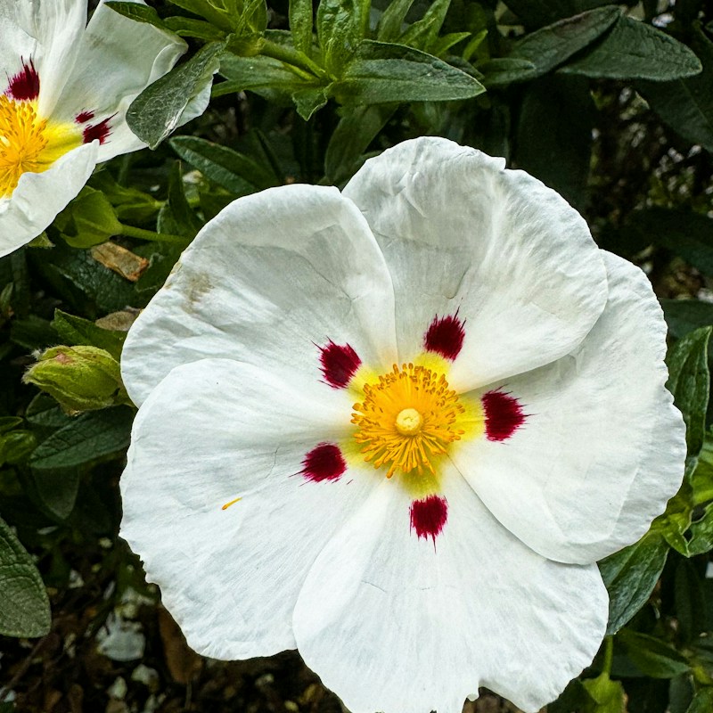 Fleur de ciste, plante dont on tire le labdanum utilisé en parfumerie