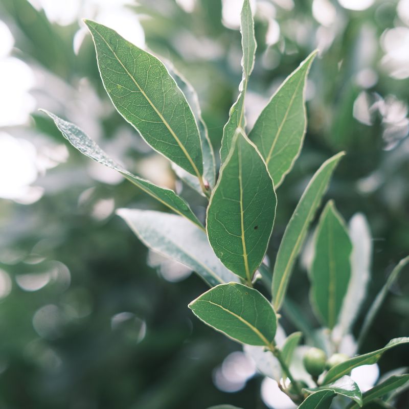 Laurier noble, ingrédient naturel des parfums Anuja Paris