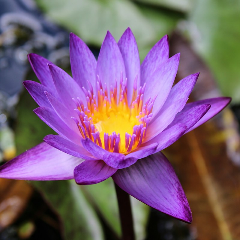 Lotus bleu