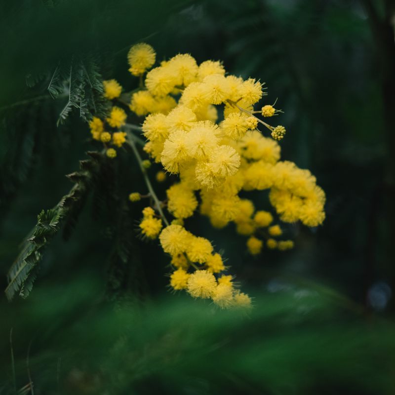 Mimosa, ingrédient naturel des parfums Anuja Paris