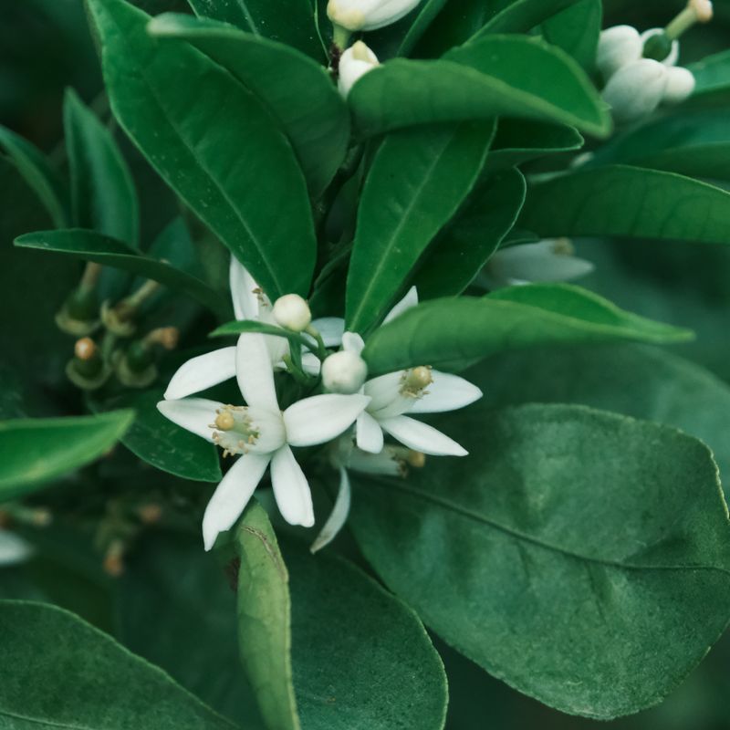 Néroli, ingrédient naturel des parfums Anuja Paris