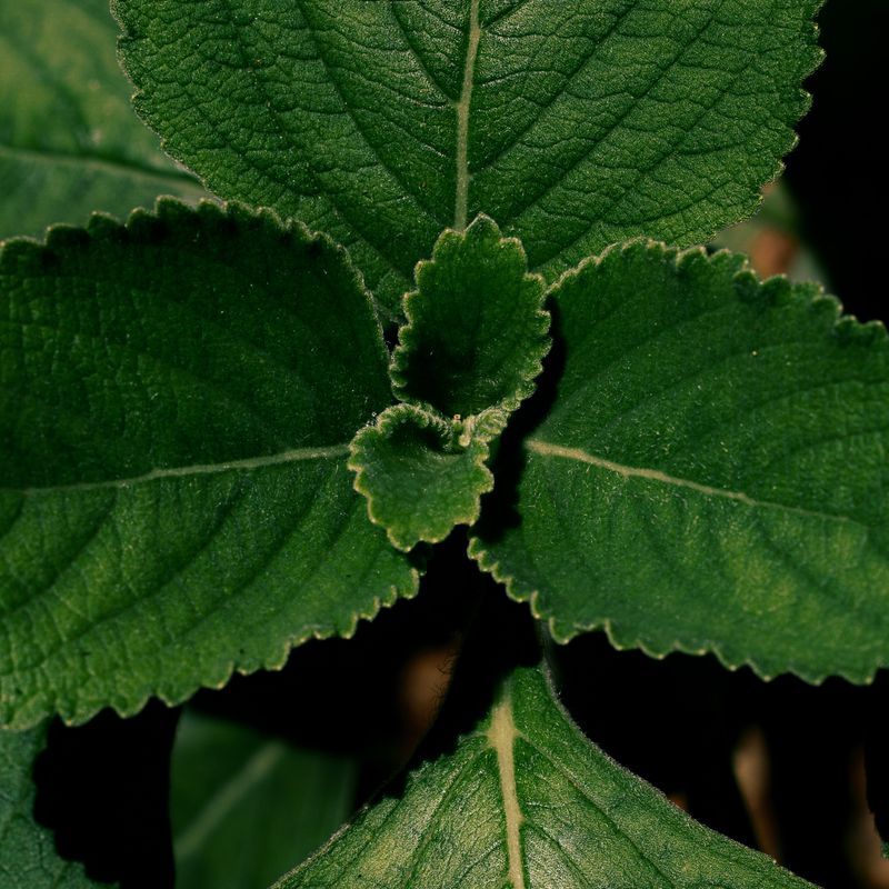 Patchouli, ingrédient naturel des parfums Anuja Paris