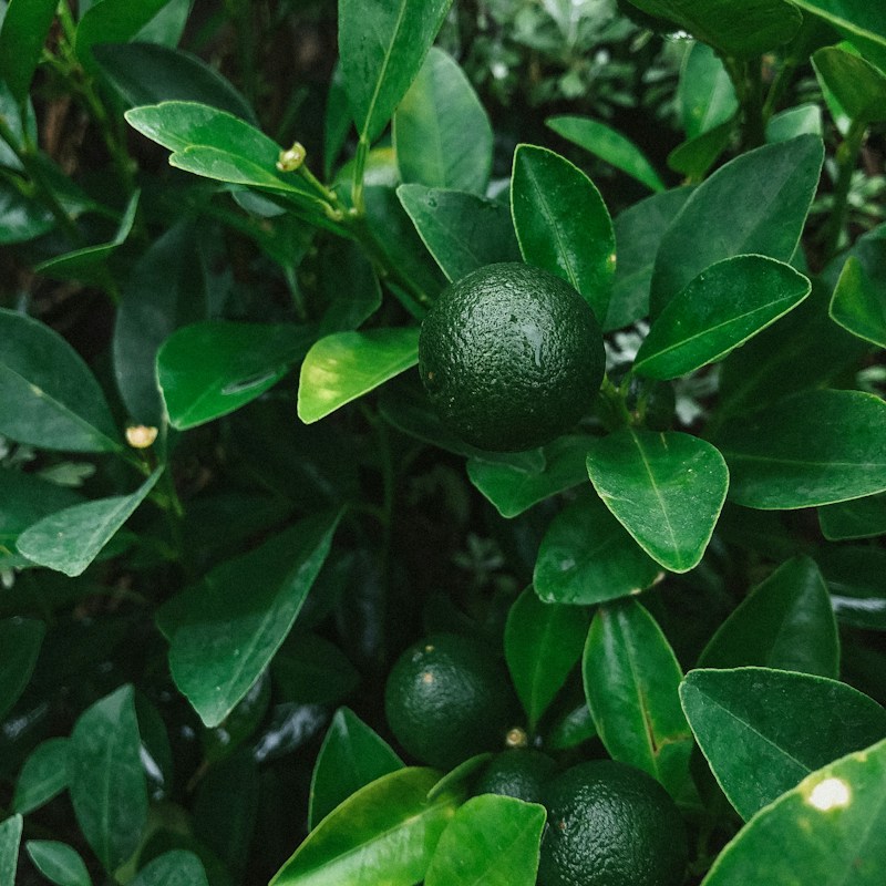 Feuilles vertes et jeunes fruits du bigaradier, matière première de l'huile essentielle de petitgrain bigarade
