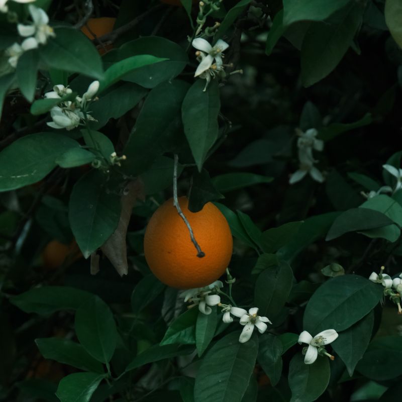 Petitgrain bigarade, ingrédient naturel des parfums Anuja Paris