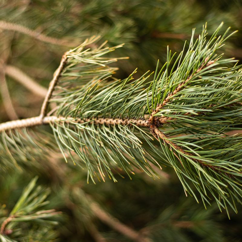 Pin sylvestre, ingrédient naturel des parfums Anuja Paris