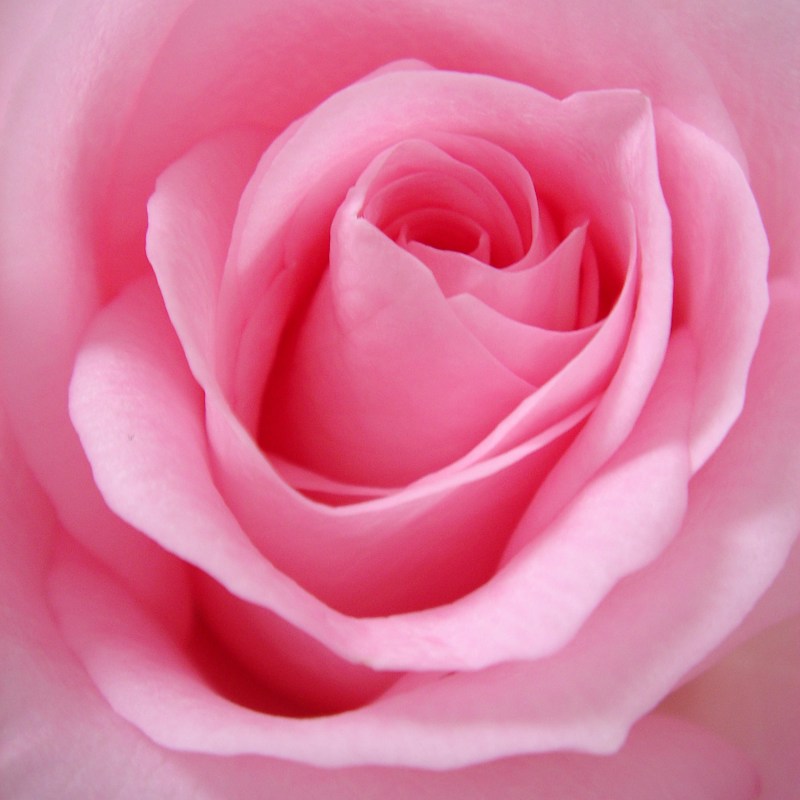 Rose de couleur rose, note florale du parfum Élixir des Cieux d'Anuja Paris