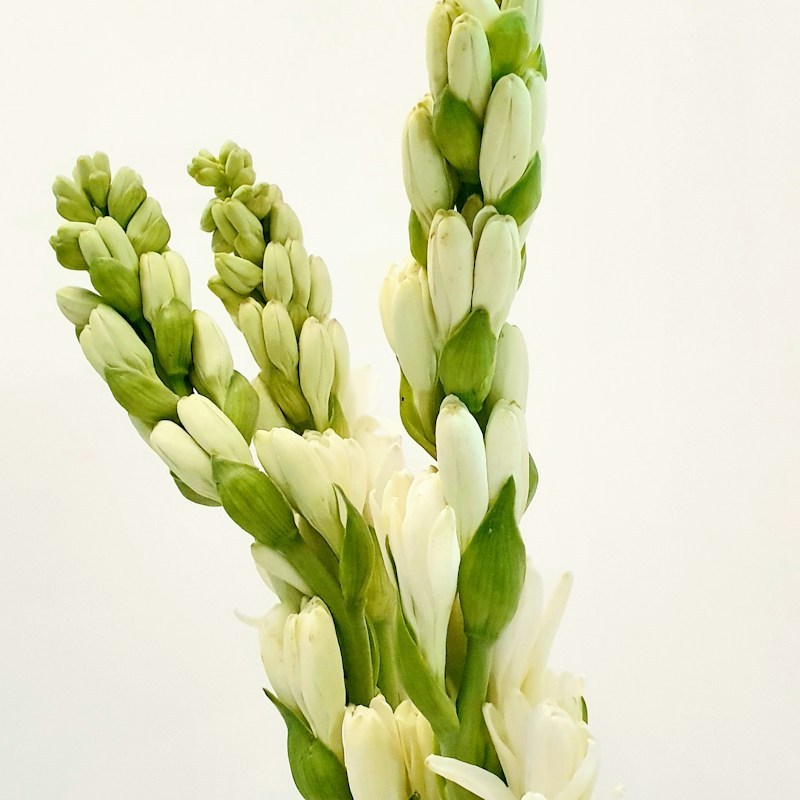 Tubéreuse, ingrédient naturel des parfums Anuja Paris