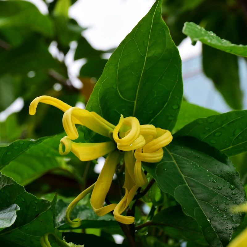Ylang-ylang