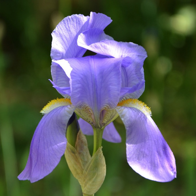 Iris pallida, iris de Florence dont les rhizomes séchés donnent le beurre d'iris