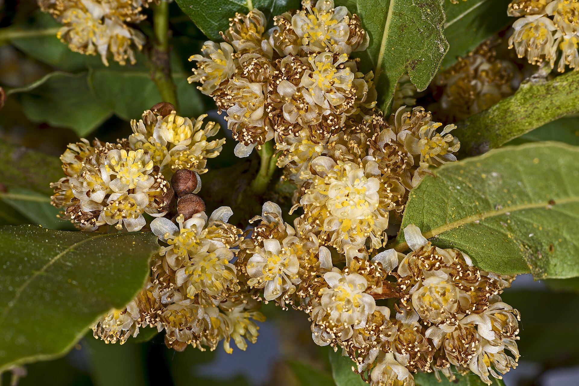 Rameau de laurier noble Laurus nobilis en fleurs, plante dont les feuilles donnent l'huile essentielle de laurier