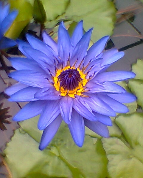 Fleur de lotus bleu d'Égypte Nymphaea caerulea ouverte sur l'eau