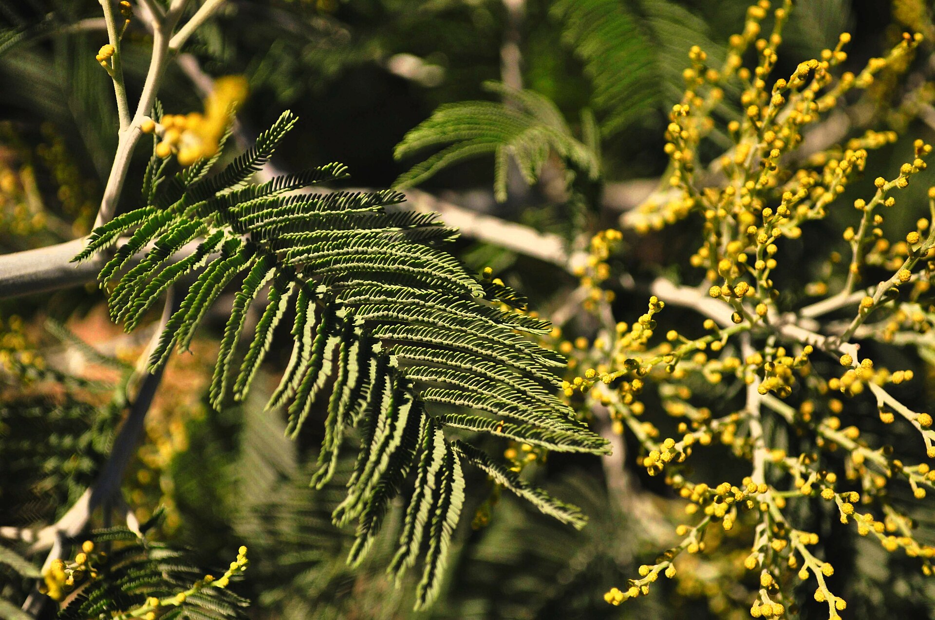 Mimosa Acacia dealbata en fleurs dans le massif de l'Estérel, près du Tanneron