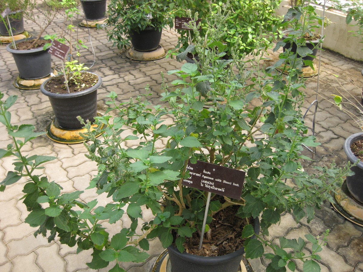 Plant de patchouli aux larges feuilles vertes, dont les feuilles séchées donnent l'huile essentielle de patchouli