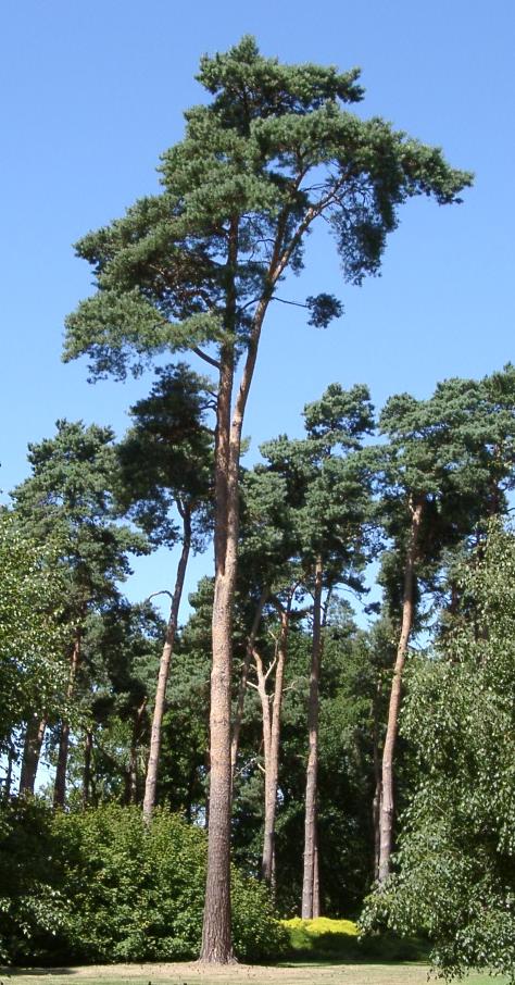 Pin sylvestre adulte à l'écorce orangée, arbre dont les aiguilles donnent l'huile essentielle de pin sylvestre