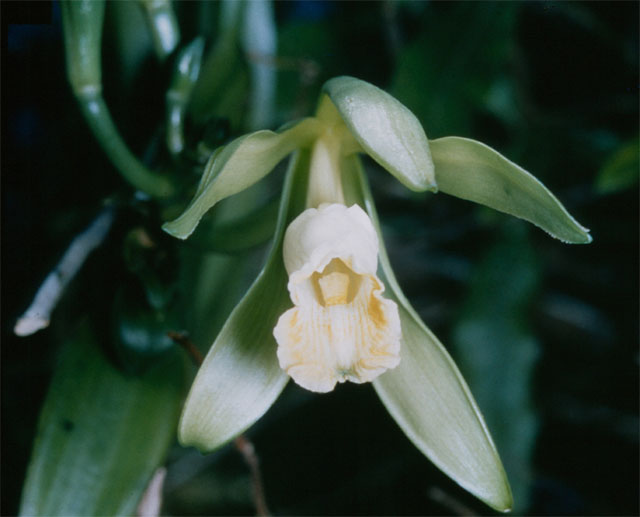 Vanillier Vanilla planifolia, l'orchidée dont les gousses donnent l'absolue de vanille utilisée en parfumerie