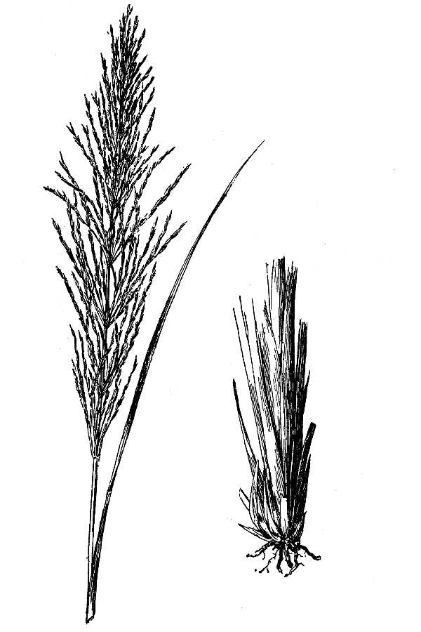 Touffe de vétiver, graminée dont les racines donnent l'huile essentielle de vétiver