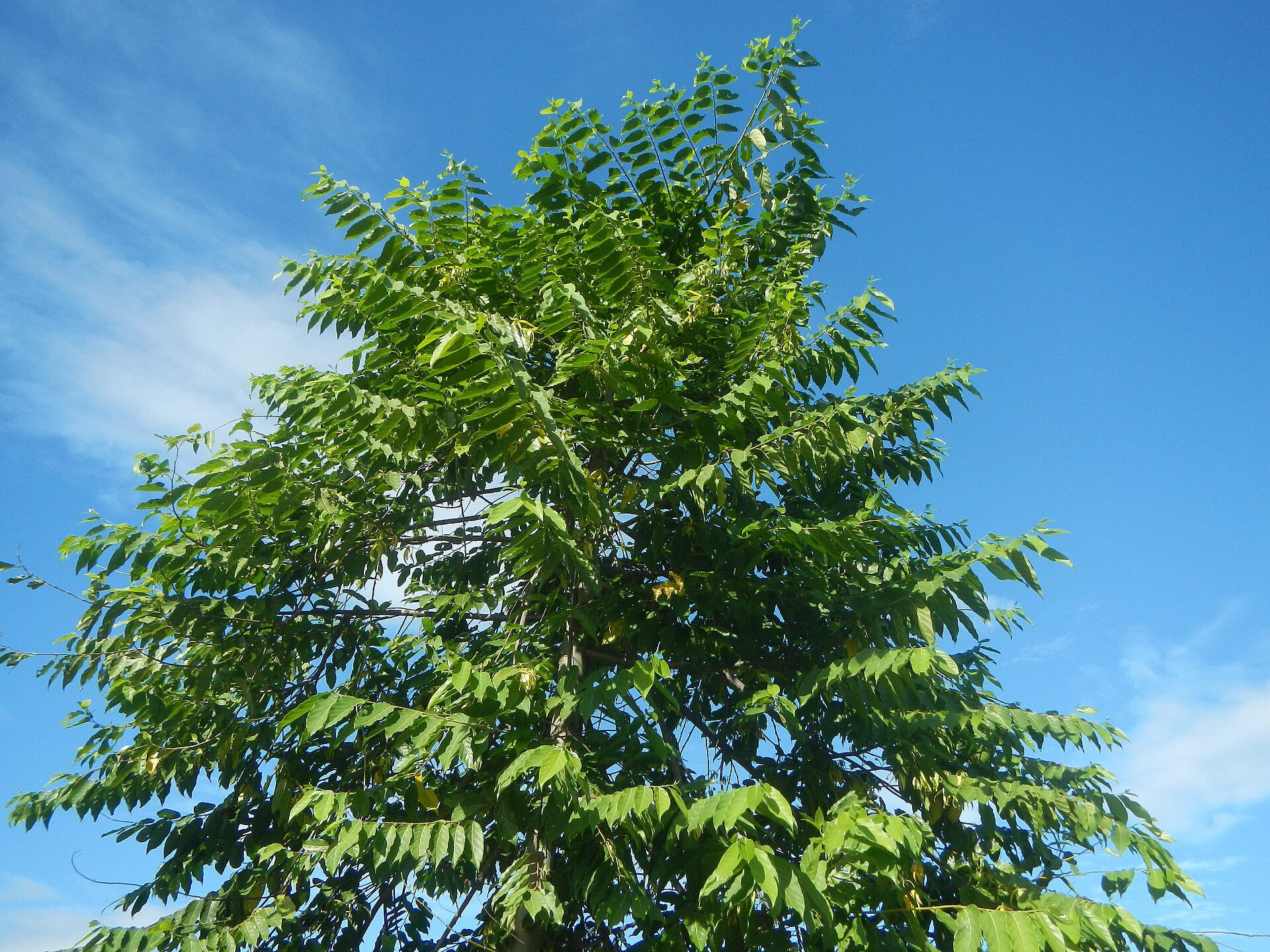 Fleurs jaunes d'ylang-ylang aux longs pétales tombants, dont on distille l'huile essentielle pour la parfumerie
